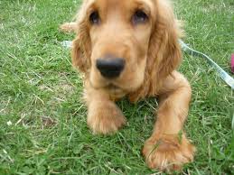 Deswegen verhungern die tiere dort und die volontäre brauchen dringend finanzielle unterstützung, um die katzen auf die pflegestellen in donezk zu versorgen. Tieranzeigen Cockerspaniel Kleinanzeigen