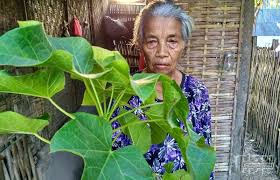 Nah, ternyata banyak manfaat daun jarak pagar yang bahkan banyak tumbuh liar di pekarangan. Daun Jarak Tanaman Obat Yang Memiliki Banyak Khasiat Cendana News