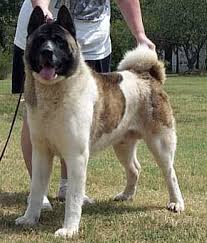I can get on the floor, but it makes both of them very uncomfortable. Tamotsu Akitas Akc American Akitas Akita Dog American Akita Akita