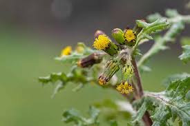 Image result for Senecio lewallei