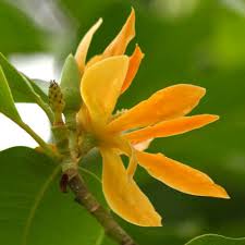 Image result for Magnolia champaca