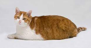 Big Cat Names 110 Fantastic Ideas Find Cat Names