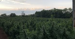 A top crop? Local farmers attempt hemp
