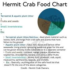 Moss Pit Uno Hermit Crab Food Etsy In 2020 Hermit Crab Shells Hermit Crab Hermit Crab Homes
