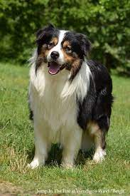 The only difference here is that only one of the parents is carrying that gene. Tricolor Border Collie Jump In The Fire At Wendigo S Wind Border Collie Dog Border Collie Dog Cat