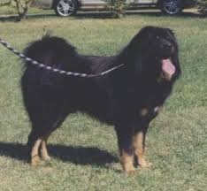 Maybe you would like to learn more about one of these? Tibetan Mastiff Dog Breed Information And Pictures
