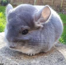 5 reasons why chinchillas make good pets, in this video i will discuss why chinchillas can make great pets for the right person. I Find The Lack Of Baby Chinchillas On This Subreddit Disturbing Imgur