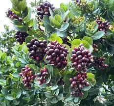 Image result for Inhambanella henriquesii