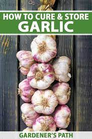Check spelling or type a new query. How To Cure And Store Garlic After Harvesting Gardener S Path