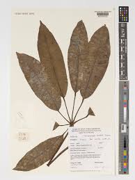 Image result for Astropanax