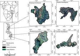 Image result for Uapaca sansibarica