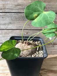 Image result for Telosma africana