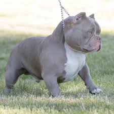 Pin By Reese Harris On American Bullies Bully Breeds Dogs Bully Dog Cute Dogs Images