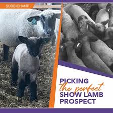 Picking The Perfect Show Lamb Prospect Sure Champ Showing Livestock Lamb Show Cattle