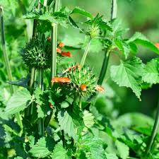 Image result for Leonotis nepetifolia