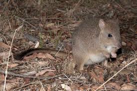 Endangered Animals In Australia Endangered Animals Australia Animals Animals