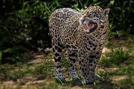 Fish and wildlife service, bureau of land management, arizona game and fish department. Jaguar Facts Jaguars Vs Leopards