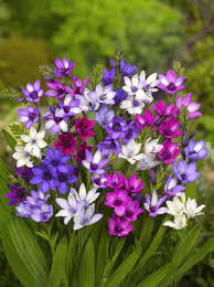 Check spelling or type a new query. Flower Bulbs Summer Flowering
