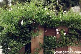 This plant will provide nectar and pollen for bees and the many other types of pollinating insects. Potato Vine Care