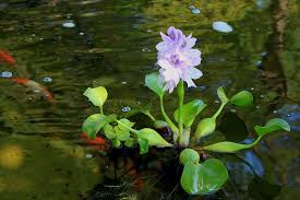 How To Breed Koi Fish And Gold Fish Floating Plants Pond Plants Water Hyacinth