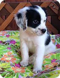 Carlsbad Ca Cavalier King Charles Spaniel Maltese Mix Meet Dakota A Puppy For Ado King Charles Dog King Charles Cavalier Spaniel Puppy King Charles Spaniel