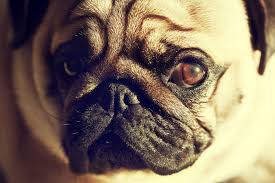 Degeneration Of The Image Forming Part Of The Eye In Dogs Symptoms Causes Diagnosis Treatment Recovery Management Cost