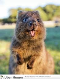 Very Cute Animals Cute Animals Happy Animals Animals