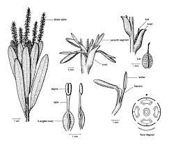 Banksia Flower Diagram Best Flower Wallpaper