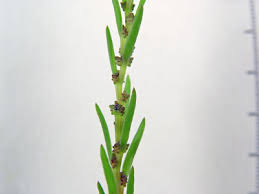 Image result for Suaeda plumosa