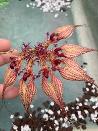 Image result for Bulbophyllum vulcanicum