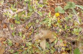 Image result for Commiphora kua