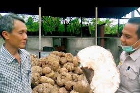 Lagi Tren Ditanam Petani Apa Itu Porang Dan Berapa Harganya Halaman All Kompas Com