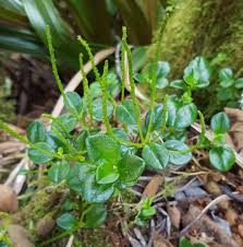 Image result for Peperomia fernandopoiana