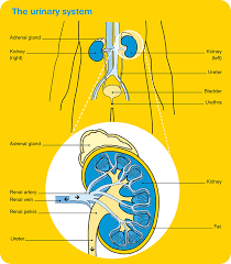 Doctors usually can't explain why one person gets kidney. Kidney Cancer Cancer Council Victoria