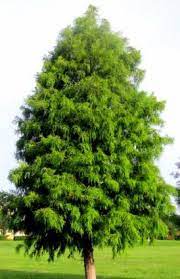 Edit rate (+294) tags discuss (48) history files print site tools + options. Image Result For Red Dawn Cedar Fast Growing Shade Trees Fast Growing Trees Growing Tree