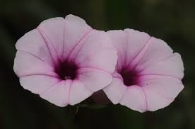 Image result for Argyreia