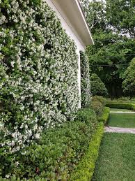 It does well in full sun or partial shade. Star Jasmine Vertical Garden Greenmylife