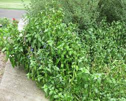 Image result for Rungia