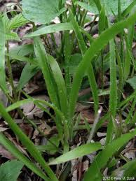 Image result for Uvaria acuminata