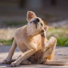 Our clinic offers doggy daycare, as well as overnight boarding and extended stays. Common Dermatology Conditions In Pets Cat Dog Dermatologist Cordova