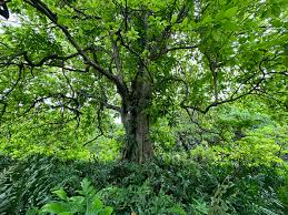 Image result for Pisonia