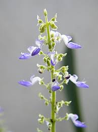 Image result for Plectranthus chimanimanensis