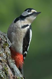 Buntspecht Kd Forum Fur Naturfotografen Specht Buntspecht Vogel Im Garten
