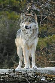 Mexican Gray Wolf Amazing Wolf Dog Wolf World Mexican Wolf
