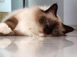 Birman Cat Info History Personality Kittens Diet Picture Cat Breeds Birman Cat Burmese Cat