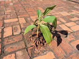 Image result for Siphonochilus rhodesicus