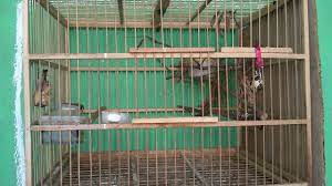 Check spelling or type a new query. 13 Cara Ternak Pleci Menggunakan Sangkar Gantung Arenahewan Com