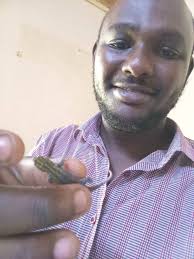 A yellow headed dwarf gecko visited me in the office.