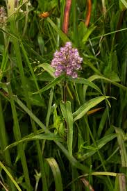 Image result for Floscopa glomerata