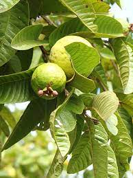 La hoja de guayaba para el cuidado bucal